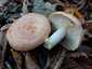 Sárgulótejű tejelőgomba (Lactarius chrysorrheus), Őrség
